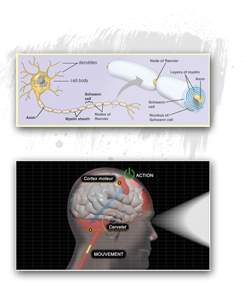 SenseBall – Mielina - Cerebro